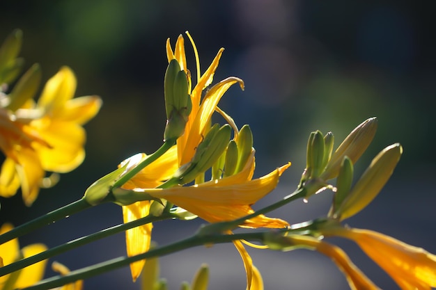 Primo piano di un fiore di giglio giallo su uno sfondo sfocato giardino verde scuro con messa a fuoco selettiva