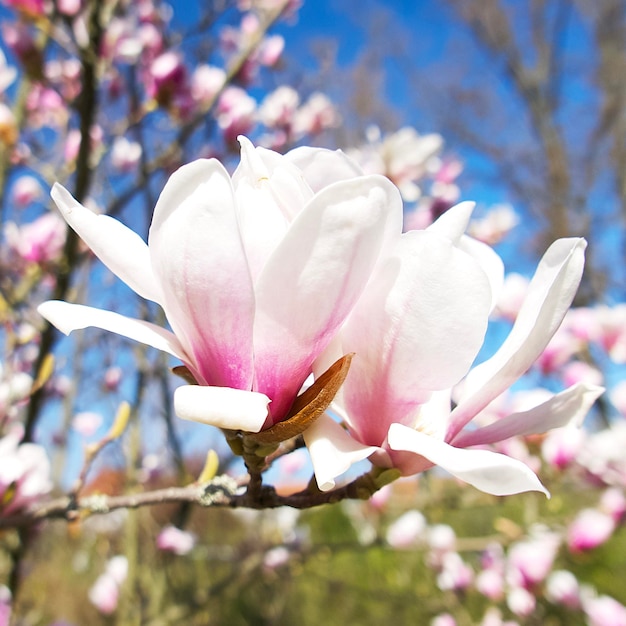 primo piano di un fiore di magnolia pinkwhite contro un cielo blu in una giornata di sole