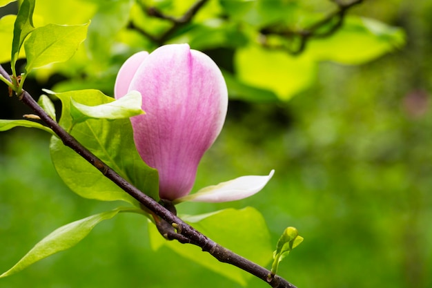 Primo piano di un fiore di magnolia rosa su un ramo con foglie su uno sfondo verde sfocato sfondo primaverile