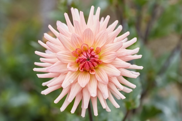 Primo piano di un fiore di petalo rosa chiamato Dalia.