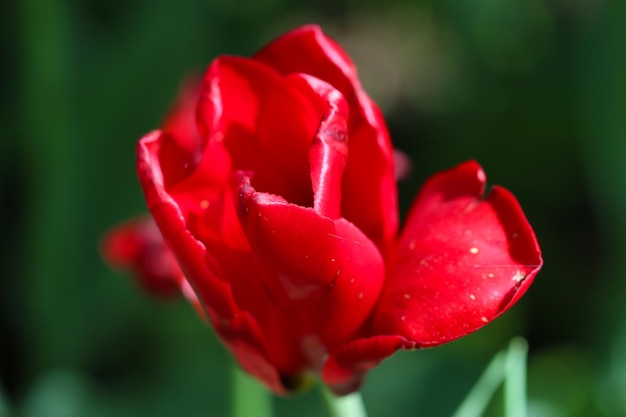 Primo piano di un fiore di tulipano rosso su un fuoco selettivo di sfondo verde sfocato naturale