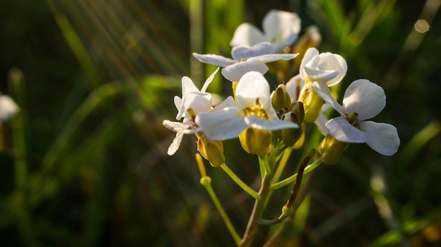 Primo piano di un fiore di un bel fiore dettagliato singolo colpo