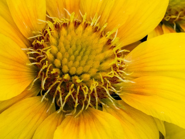 Primo piano di un fiore giallo a margherita