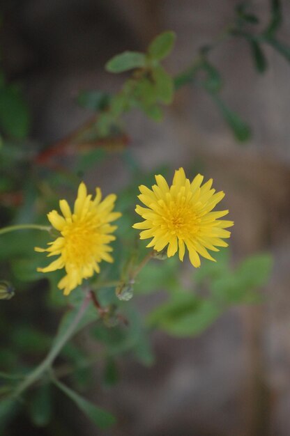 Primo piano di un fiore giallo sulla natura