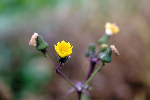 primo piano di un fiore giallo