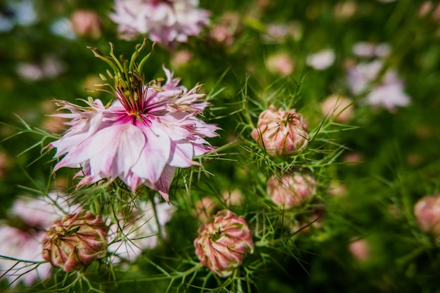 Primo piano di un fiore rosa Love-in-a-mist nel giardino dell'Abbazia di Flaran nel sud della Francia