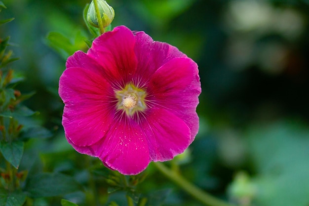 Primo piano di un fiore rosso fiore di Hollyhocks