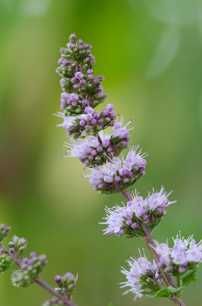 Primo piano di un fiore selvatico