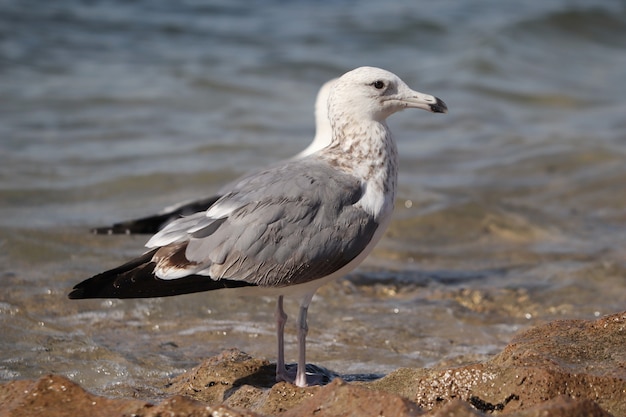 Primo piano di un gabbiano appollaiato su una spiaggia sabbiosa