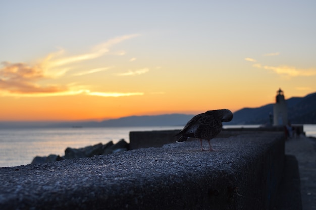 primo piano di un gabbiano retroilluminato al tramonto