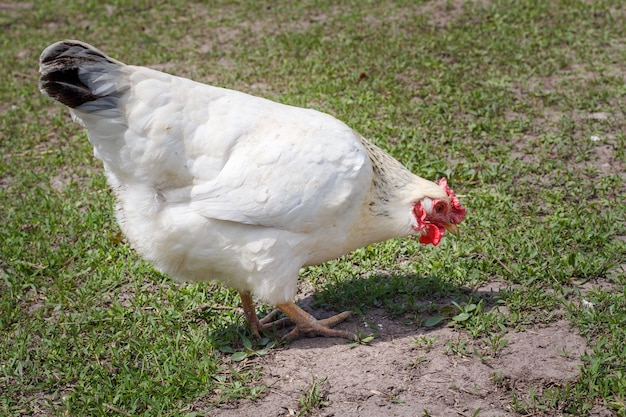 Primo piano di un gallo nel campo