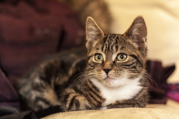 Primo piano di un gattino grigio tabby seduto su un divano e guardando in lontananza