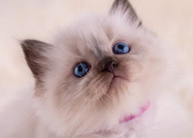 Primo piano di un gattino ragdoll con gli occhi azzurri in colletto viola seduto su uno sfondo beige