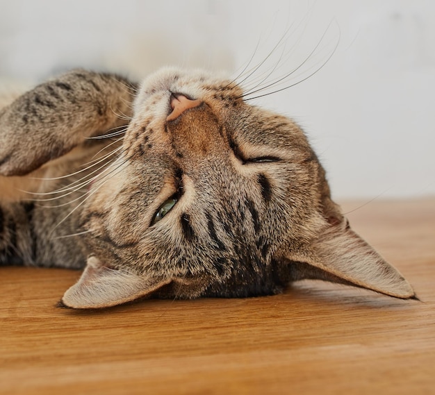 Primo piano di un gatto assonnato che fa un pisolino Volto di un gattino carino che si addormenta durante il giorno Gattino domestico stanco e pigro che si rilassa a testa in giù Adorabile animale domestico con pelliccia morbida che riposa all'interno