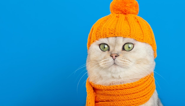 Primo piano di un gatto bianco divertente seduto con un cappello e una sciarpa lavorati a maglia arancione su sfondo blu