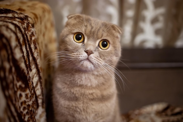 Primo piano di un gatto piegato con bellissimi occhi gialli