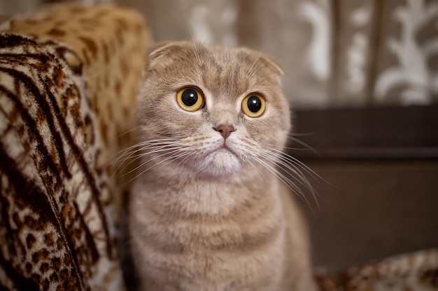 Primo piano di un gatto piegato con bellissimi occhi gialli