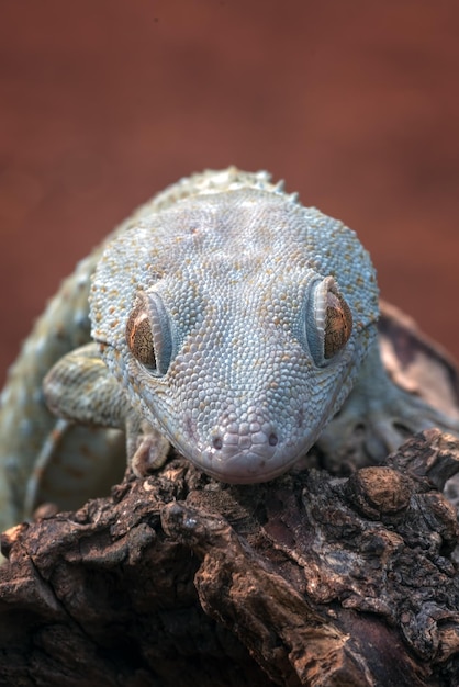 Primo piano di un geco tokay