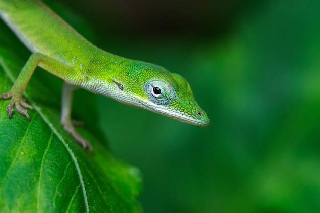 Primo piano di un geco verde su una foglia