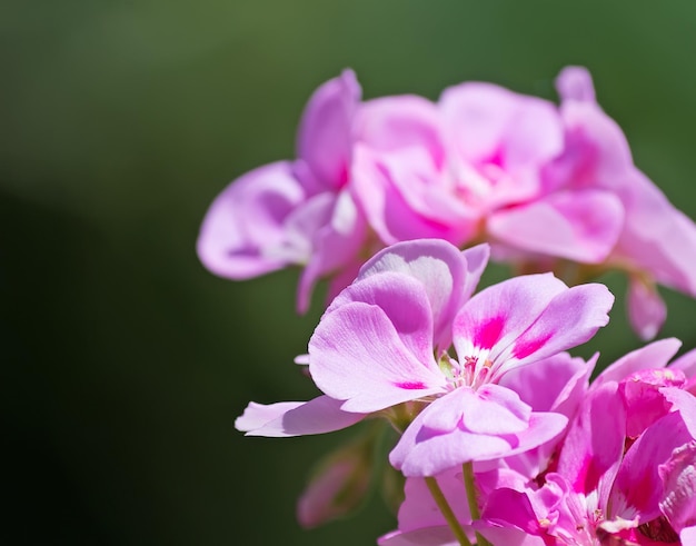 Primo piano di un geranio rosa