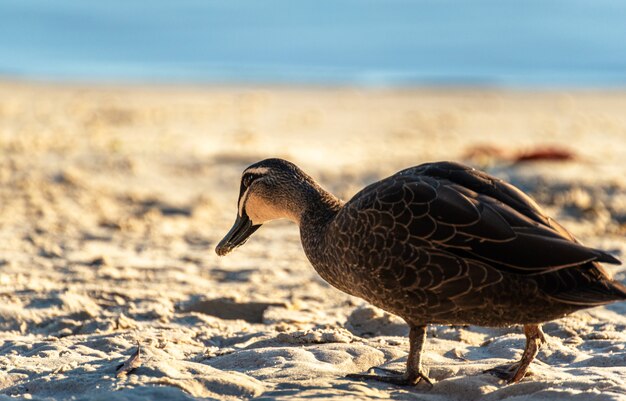 Primo piano di un germano reale che cammina su una spiaggia in una giornata di sole. Anatra selvatica. concetto di natura