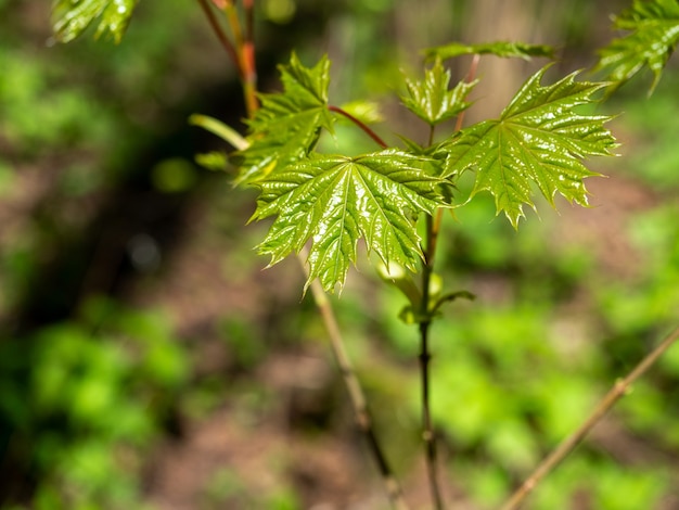 Primo piano di un germoglio di acero verde brillante nel parco. Germinazione di giovani piante