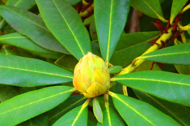 Primo piano di un germoglio di rododendro in un parco o giardino