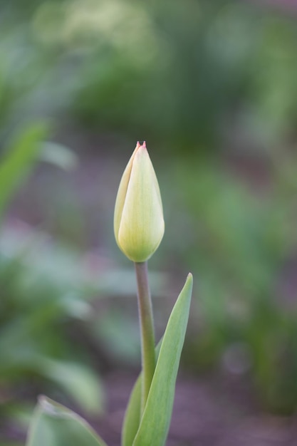 Primo piano di un germoglio verde tulipano