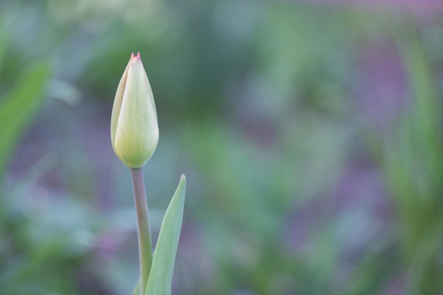 Primo piano di un germoglio verde tulipano