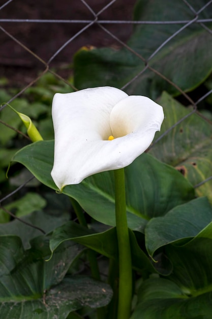 primo piano di un giglio di calla bianco