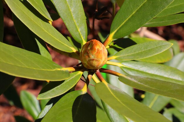 Primo piano di un giovane ramo di rododendro nel giardino in primavera