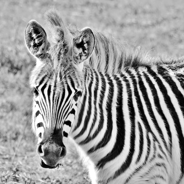 primo piano di un giovane Zebra monocromatico