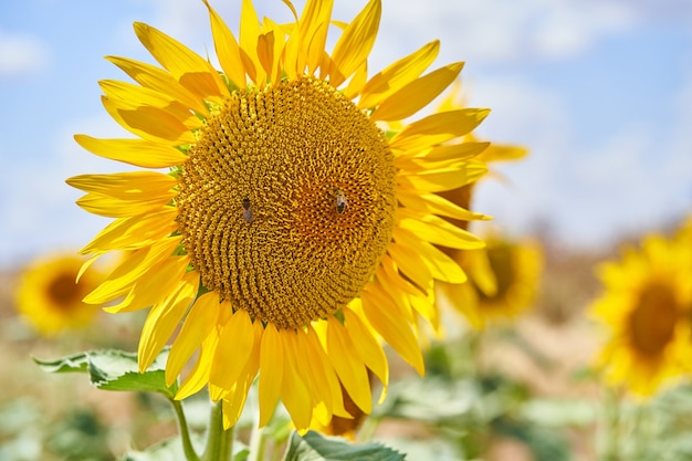 Primo piano di un girasole con api in un campo di girasoli in estate