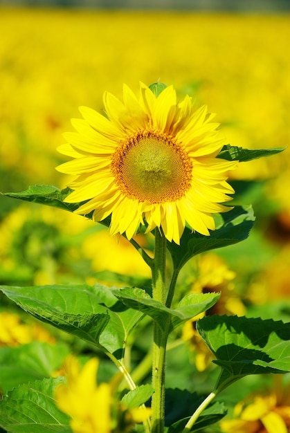 Primo piano di un girasole giallo brillante