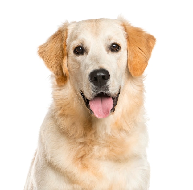 Primo piano di un golden retriever davanti a un muro bianco