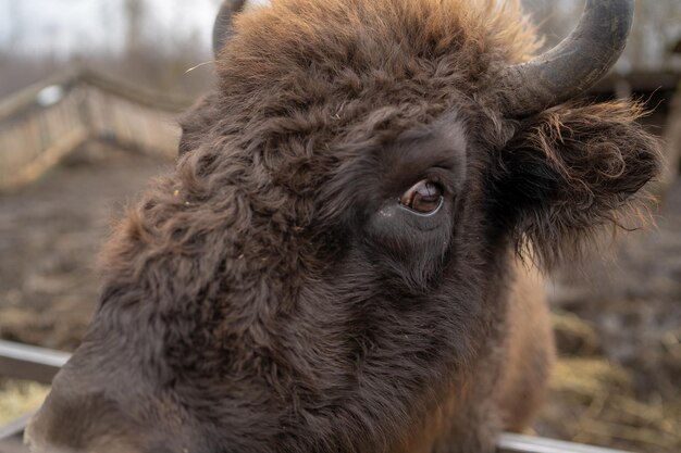 Primo piano di un grande bufalo marrone nel recinto Bufalo cornuto nel parco di riserva