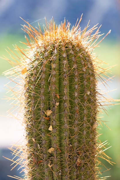 Primo piano di un grande cactus con punte