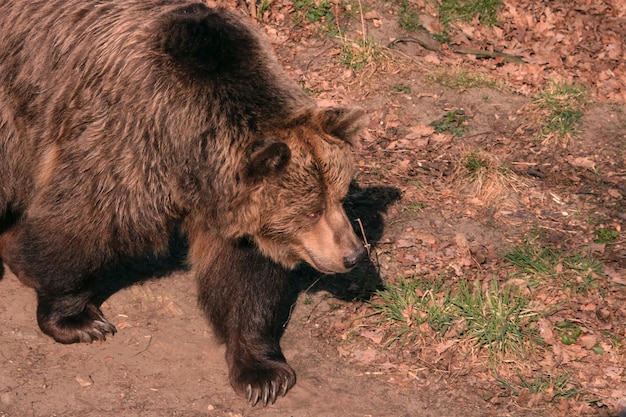 Primo piano di un grande orso bruno in un parco zoologico