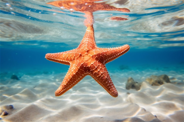 Primo piano di un grande pesce stella sott'acqua nelle acque blu dell'oceano