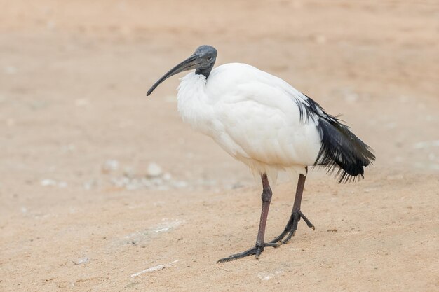 primo piano di un ibis sacro in un ambiente sabbioso