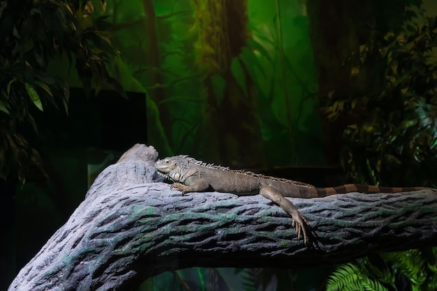 Primo piano di un'iguana appoggiata su un ramo di albero in uno zoo Foto di alta qualità