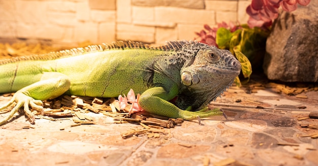 Primo piano di un'iguana verde che si crogiola al sole
