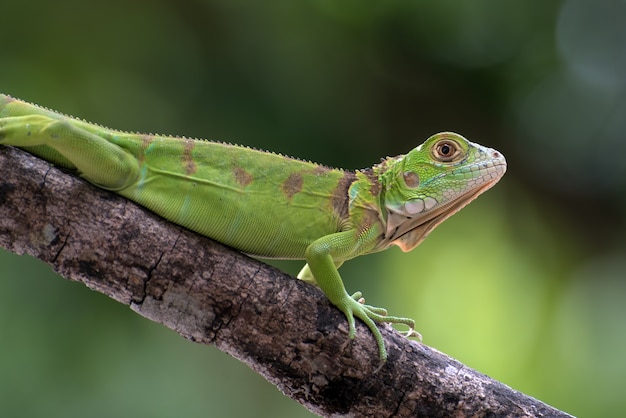 Primo piano di un iguana verde su un ramo di albero