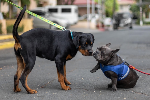 Primo piano di un incontro di Rottweiler Bulldog francese