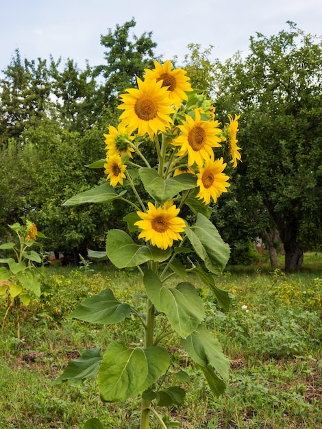 Primo piano di un insolito girasole con molte teste in una soleggiata giornata estiva