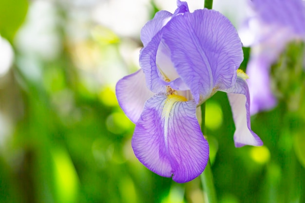 Primo piano di un'iride viola su uno sfondo di erba verde