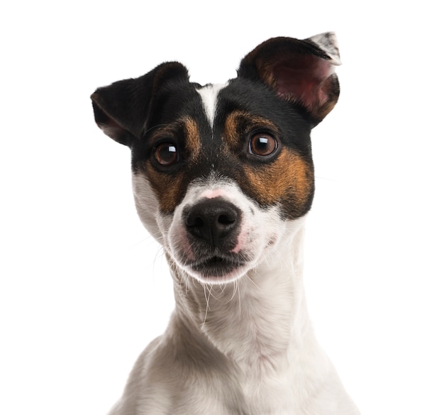 Primo piano di un Jack Russell Terrier davanti a un muro bianco