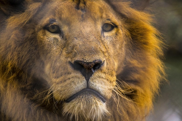 Primo piano di un leone maschio in un orfanotrofio di animali in Kenya