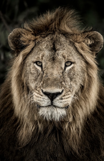 Primo piano di un leone maschio nel Parco Nazionale del Serengeti