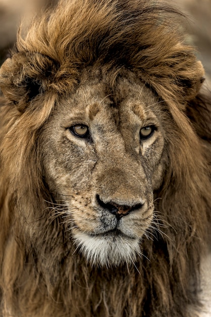 Primo piano di un leone maschio nel Parco Nazionale del Serengeti